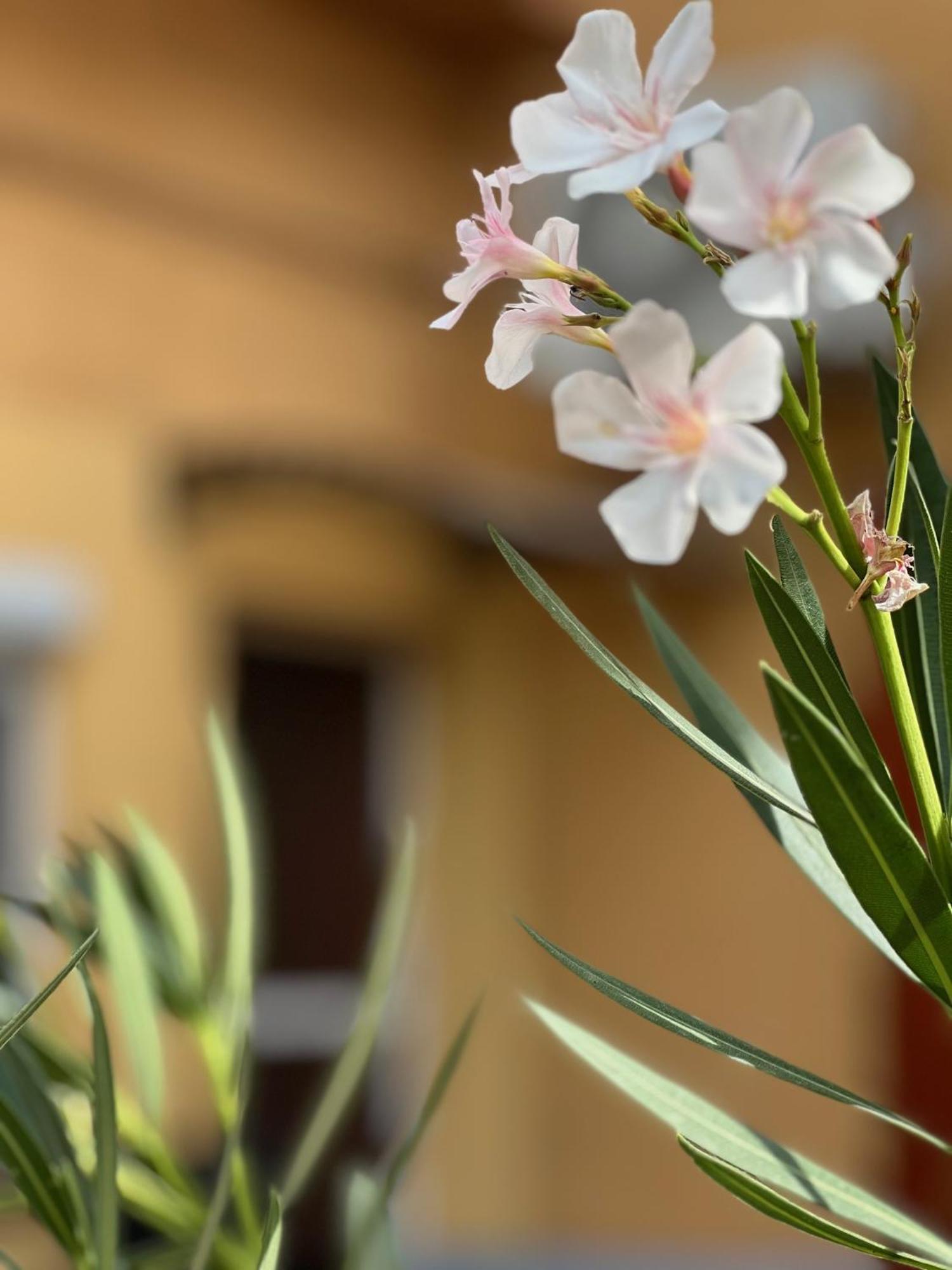 Ferienwohnung Szahara Vendeghaz Kerekegyháza Exterior foto